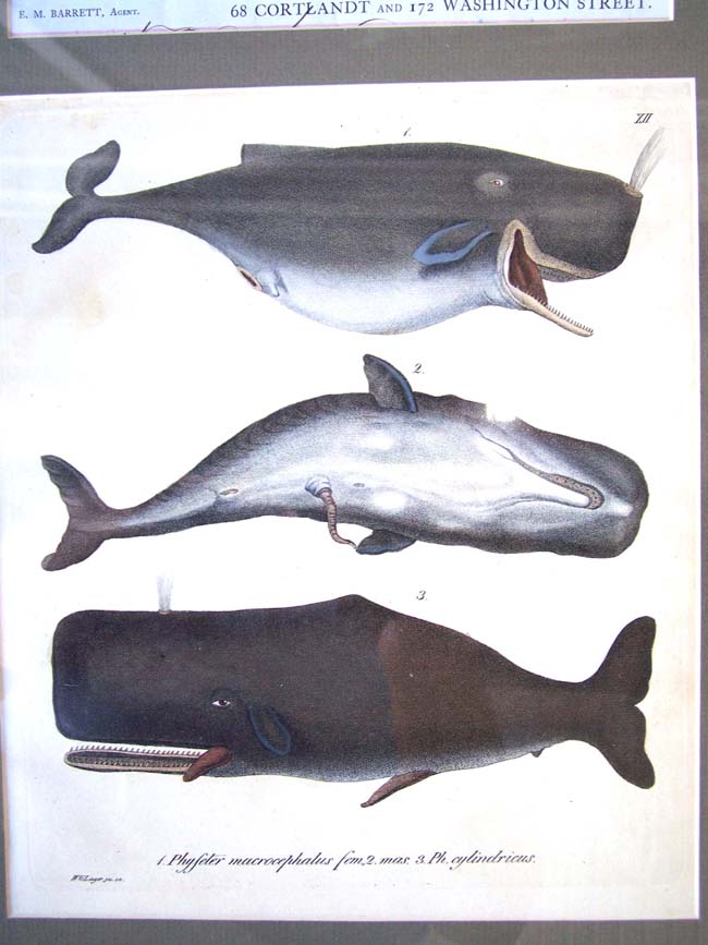 A framed grouping of 19th century Whaling related items — image 3